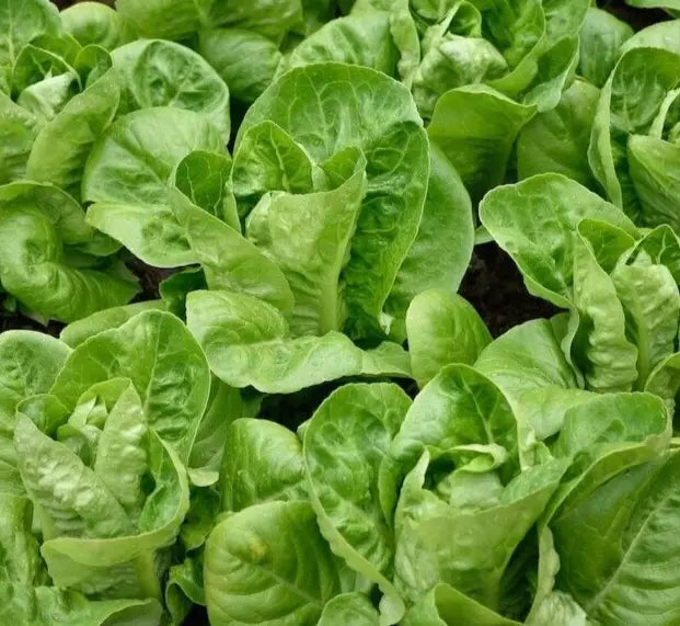 Little Gem Lettuce Seeds - 1000+ Butterhead Green Salad Garden, Lactuca sativa, Compact, Non-GMO Seeds