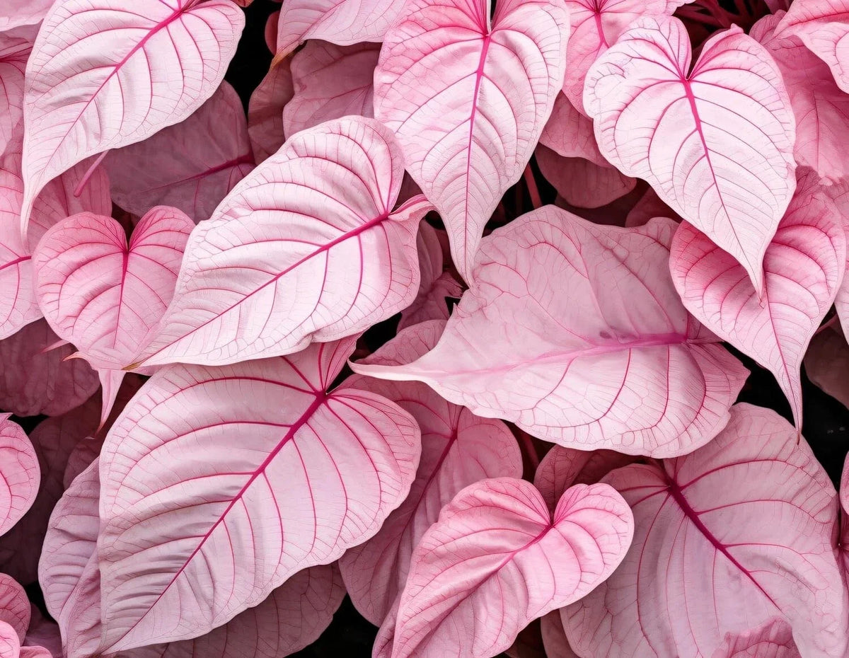 Caladium Bulbs 6 Pack Pinky Swear Variety - Perennial Elephant Ears Caladium bicolor