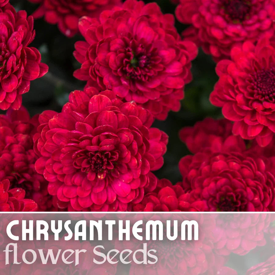 Chrysanthemum Seeds - Divine Charm Mum - 200+ Annual Flower Seeds - Perfect for Gardens - Chrysanthemum morifolium