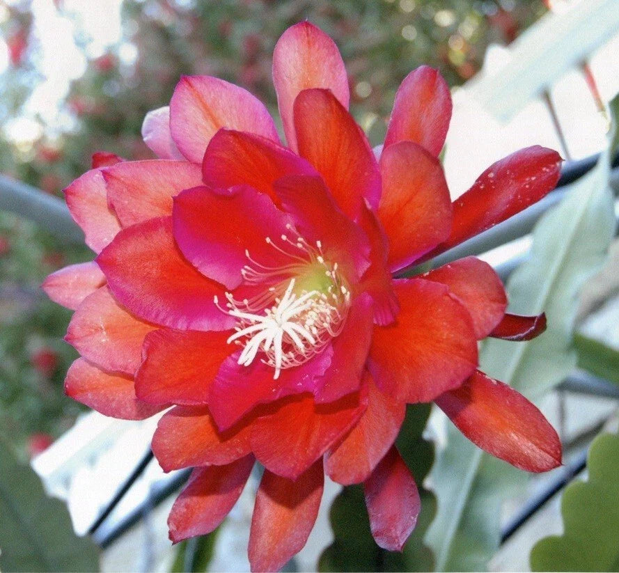 Epiphyllum Orchid Cactus Cutting - IGVAZU FALLS Variety - Trailing, Blooming, Indoor Plant - Epiphyllum spp.