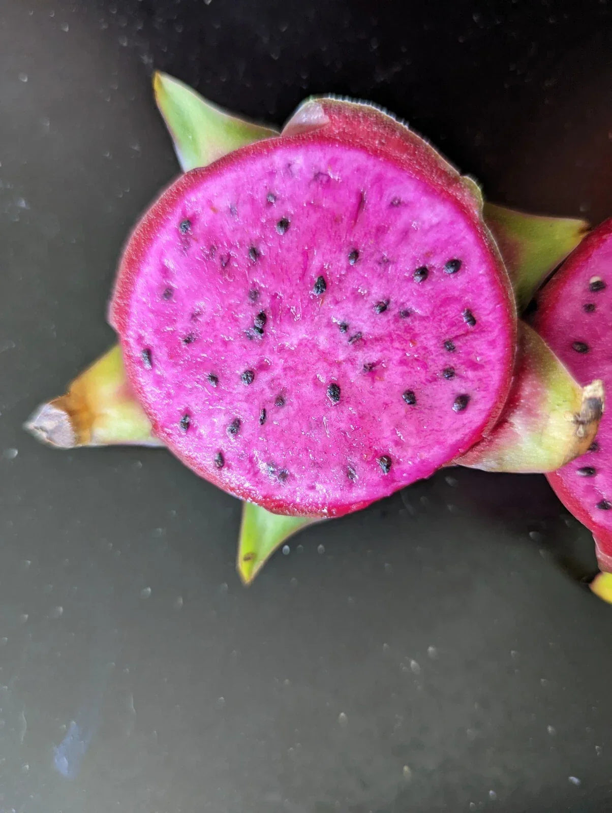 Organic Dragon Fruit Cutting 6+ Inches Purple Haze Pitaya Hylocereus undatus for Gardening