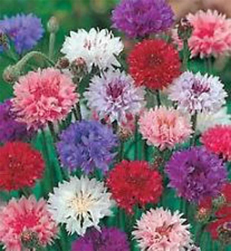 Bachelor Button Seeds Tall Mix, Bright Colorful Blooms, Centaurea cyanus, Annual Flower Seeds, Butterfly Attracting, 50 Seeds