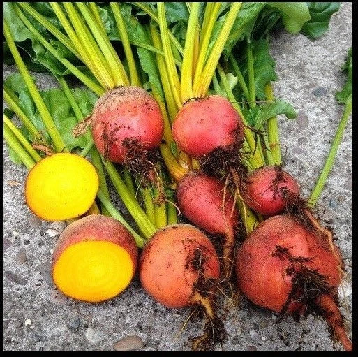 Golden Beet Seeds - Heirloom, Bulk Packets, Beta vulgaris, Fast-Growing, High-Yield Gardening Seeds