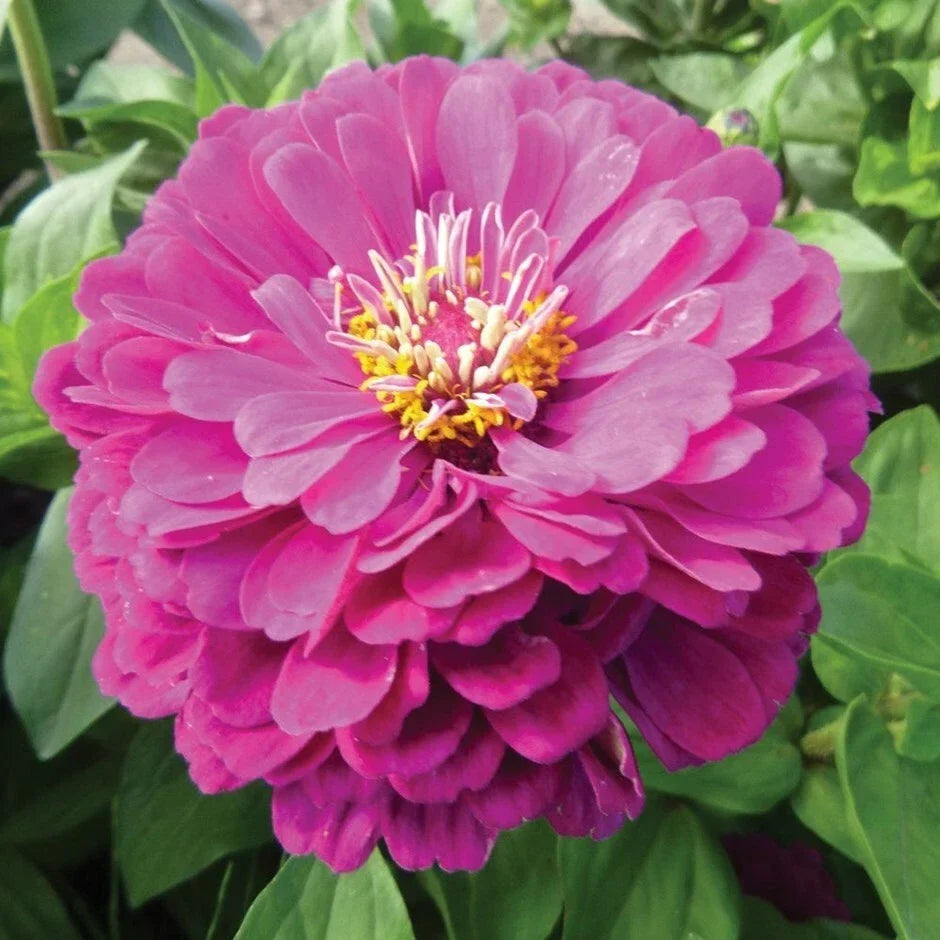 Purple Zinnia Seeds - 100+ Purple Prince Flower - Zinnia elegans - Annual, Full Sun, Easy to Grow, Vibrant Garden Flowers