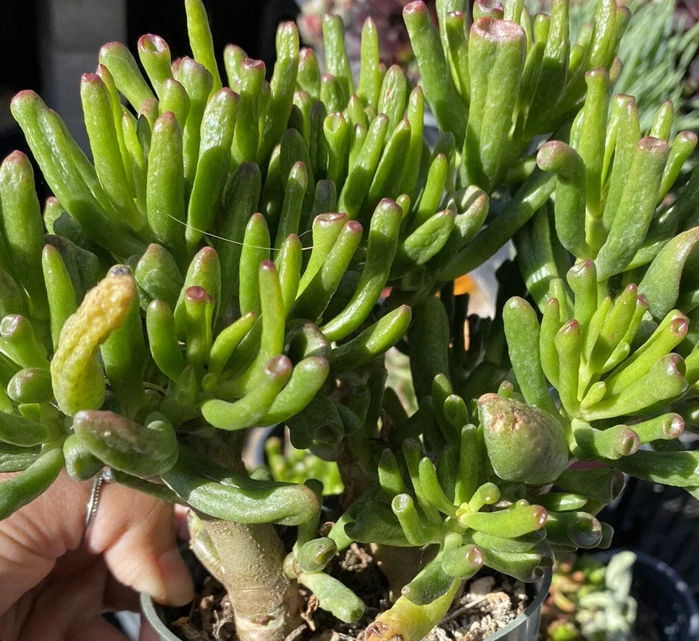Succulent Cuttings - Ogre Ears Shrek ET Jade Plant - Crassula ovata 'Gollum' - Dwarf Green Succulent, Indoor Plant, Easy Care