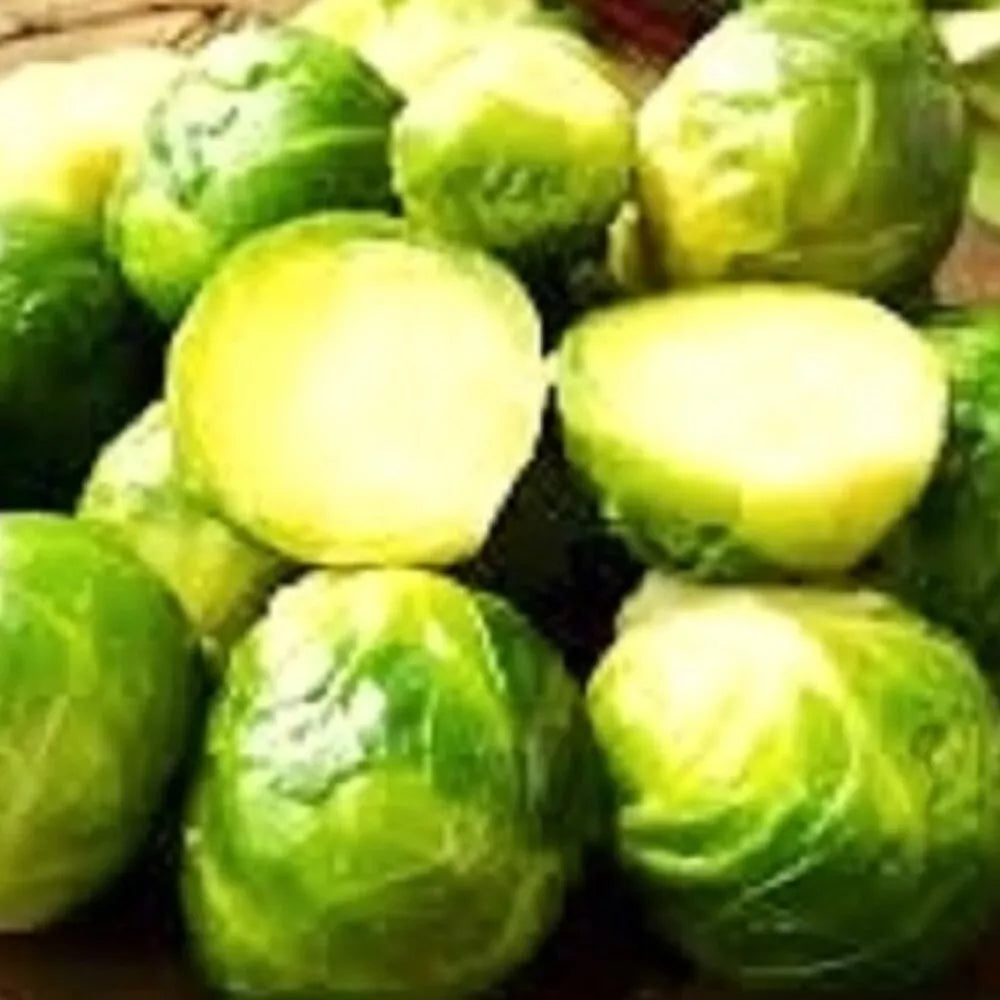 Long Island Brussels Sprouts Seeds - Non-GMO Heirloom Brassica oleracea var. gemmifera for Cool Weather Gardening