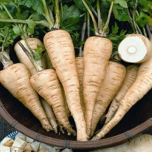 All American Parsnip Seeds - 500 Non-GMO Heirloom Seeds, Pastinaca sativa, Vegetable Seeds for Gardening, USA Seller