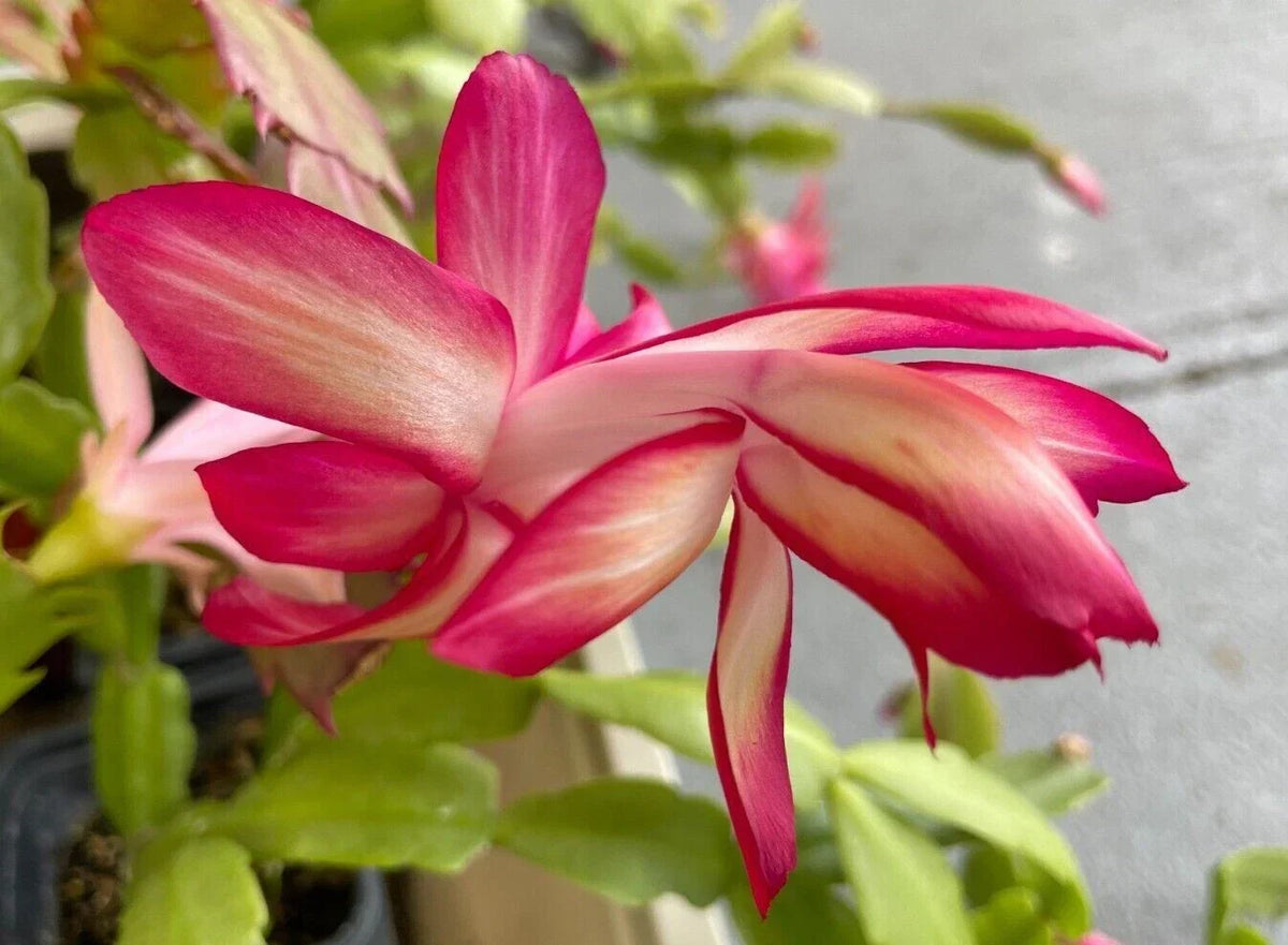 Christmas Cactus Cuttings Schlumbergera RED FLAME - 2 Unrooted Segments