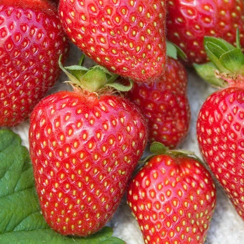 Allstar Junebearing Strawberry Plants - Lot of 25 Fragaria × ananassa, High Yield Sweet Berries, Disease Resistant, Full Sun