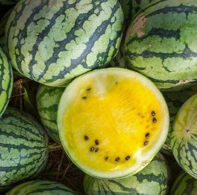 Yellow Crimson Watermelon Seeds - 15+ Citrullus lanatus Melons, Sweet Yellow Flesh, High Yield, Garden Seeds, Free Shipping