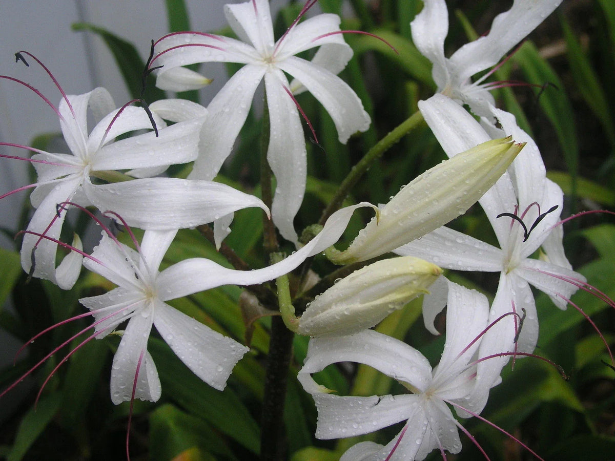 Crinum Lily Bulb, Large Blooming-Size, Erubescens, Aquatic Plant for Water Gardens and Ponds