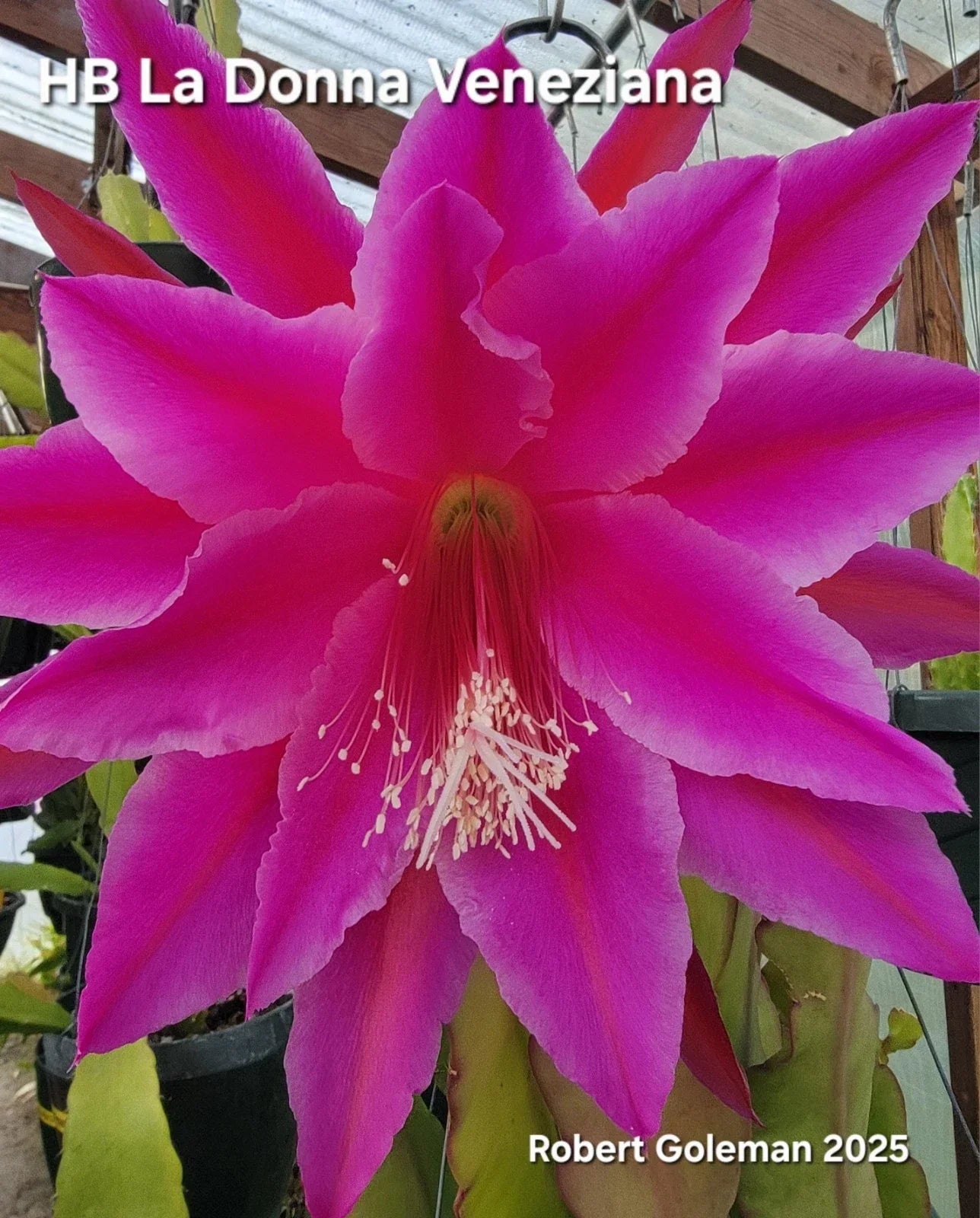 Epiphyllum Cutting - Unrooted HB La Donna Veneziana - Exotic Cactus Variety - Epiphyllum hybrid