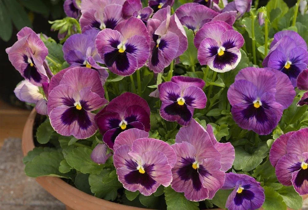 Pansy Seeds - 50 Delta Premium Persian Medley Violas for Colorful Gardens