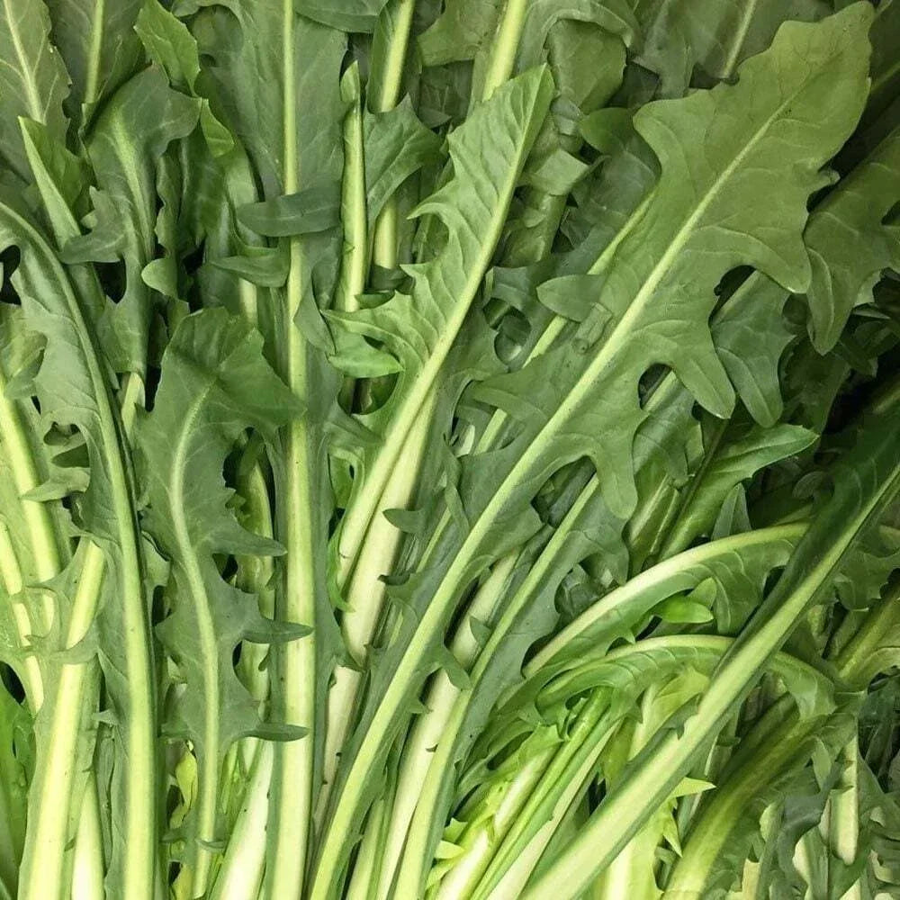 Catalogna Emerald Endive Seeds - Vegetable Garden Seeds, Non-GMO, 300+ Seeds, Cichorium endivia, Easy to Grow, Full Sun to Partial Shade