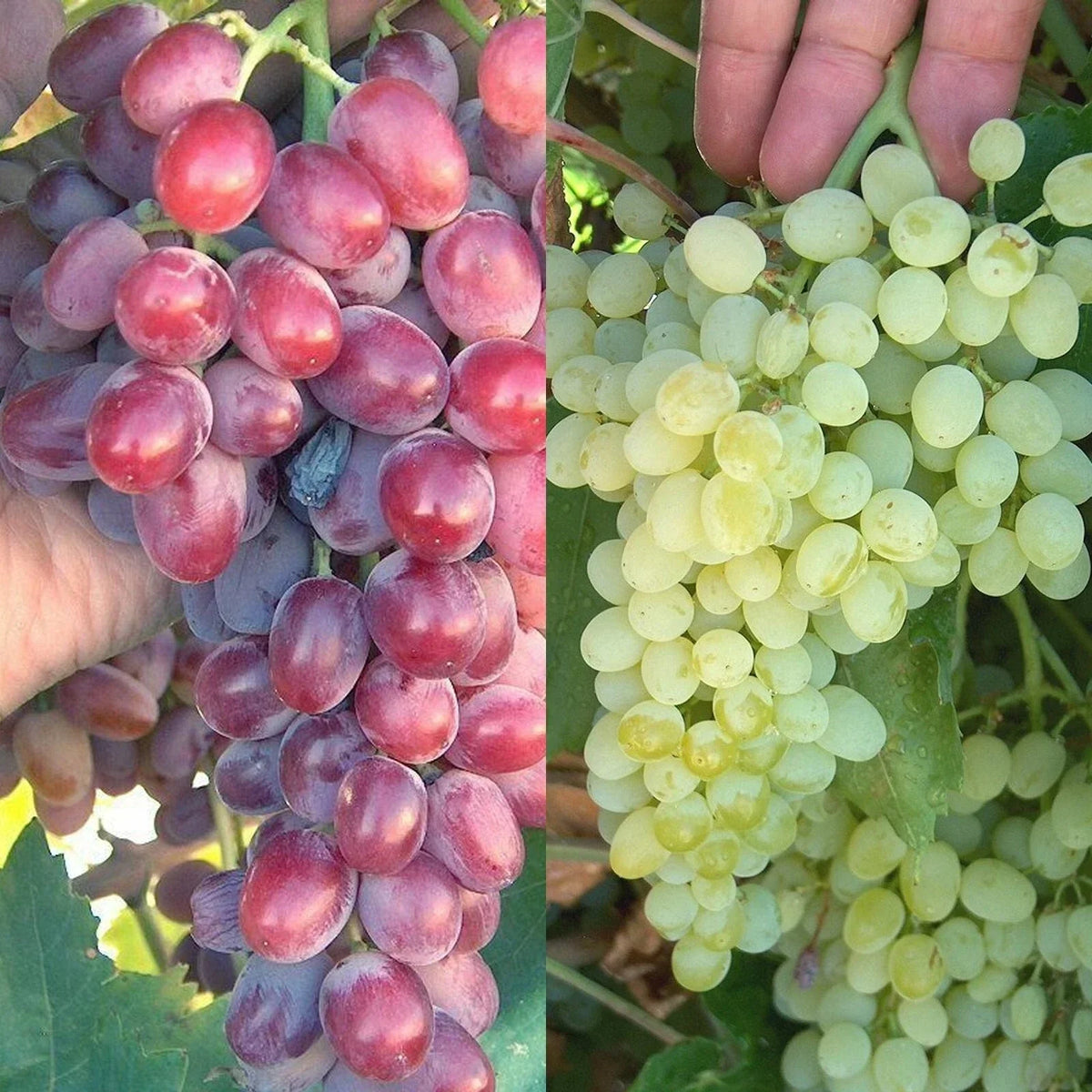 Crimson Thompson Grape Bare Root Plant Seedless Vitis vinifera for Home Garden, Climbing Vine, Juicy Table Grapes
