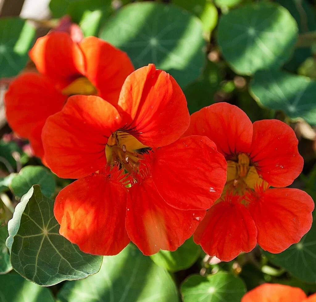 Nasturtium Seeds - Empress of India - Heirloom Non-GMO Tropaeolum majus for Pollinator Gardens & Containers