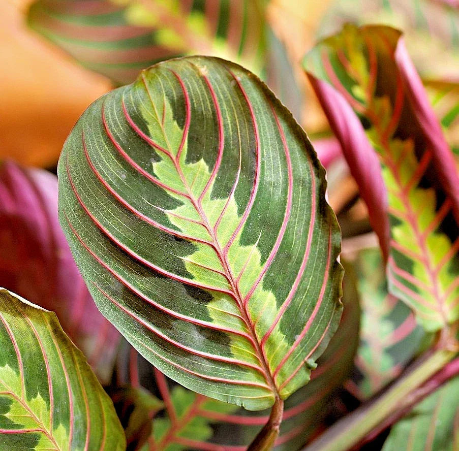 Maranta Red Houseplant Cutting 3-6 Inches Well-Rooted Vibrant Foliage Maranta leuconeura