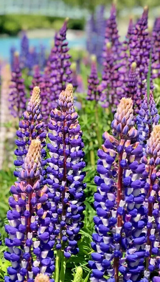 Tall Blue and White Lupine Seeds - 50 Pack | Non-GMO Perennial Lupinus polyphyllus