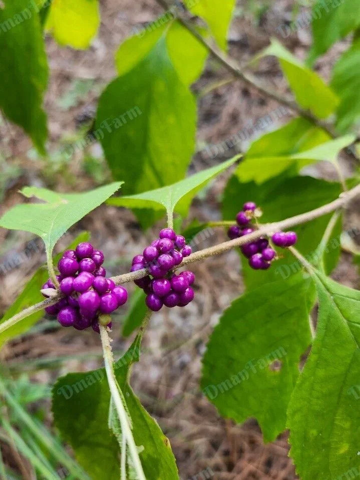 French Mulberry Purple Beauty Berry Bush Cuttings – Callicarpa americana – 12 Fresh Propagation Cuttings