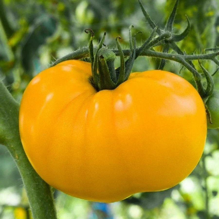 Golden Jubilee Tomato Seeds - Non-GMO, Medium Beefsteak, Golden Sunray, Solanum lycopersicum
