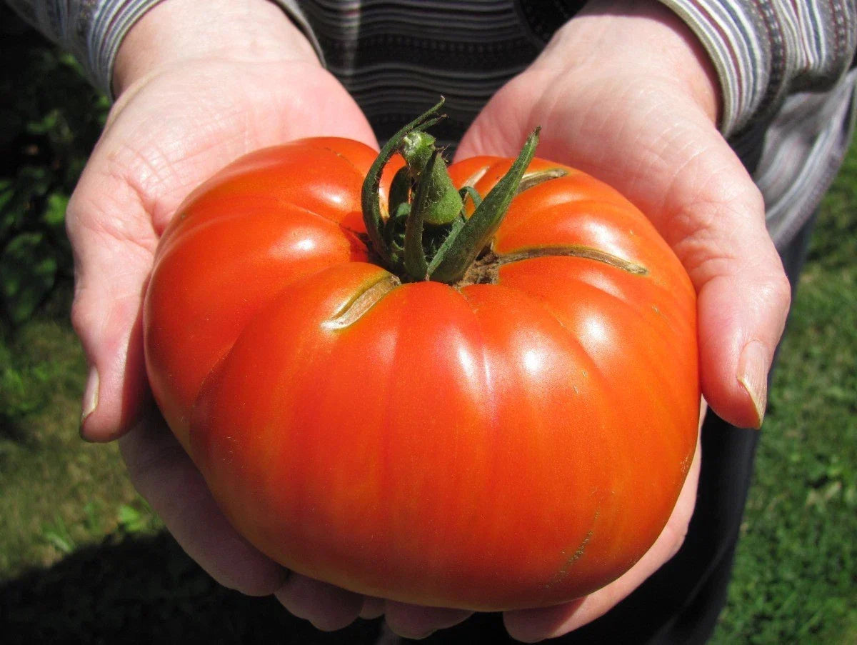 Goliath Hybrid Tomato Seeds - 15 Count Packet - Bright Red, High-Yield Vegetable Seeds