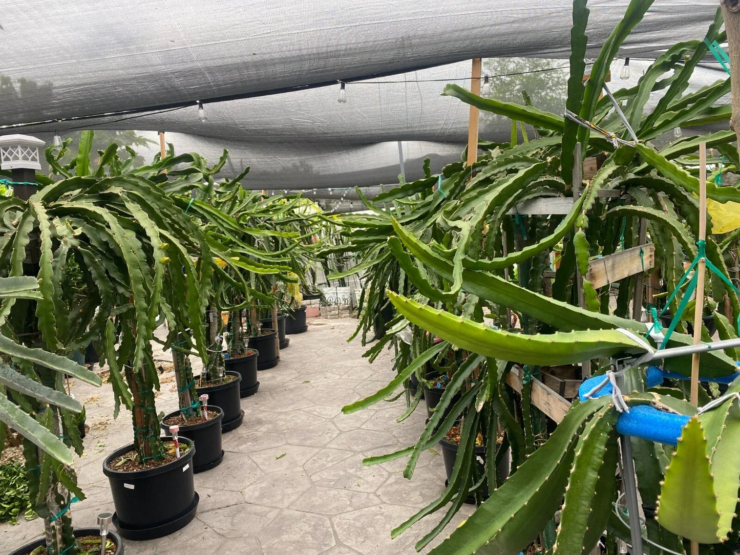 Dragon Fruit Cuttings 8-12" | Multiple Varieties | Hylocereus spp. | Red, Yellow, White Flesh