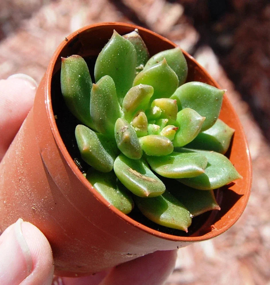 Echeveria Succulent Plant 4" Rooted Sleepy Rosette Green Crassulaceae Indoor Houseplant