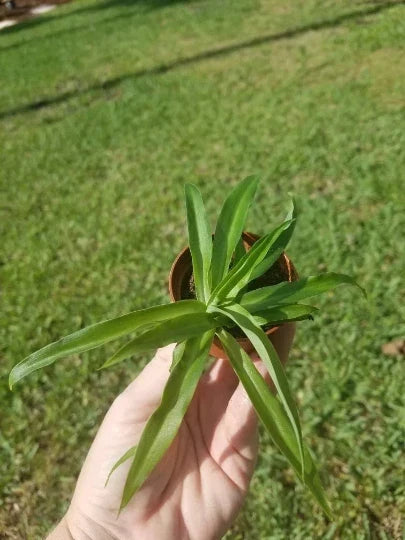 Solid Green Spider Plant in 2" Pot - Air Purifying Indoor Chlorophytum comosum