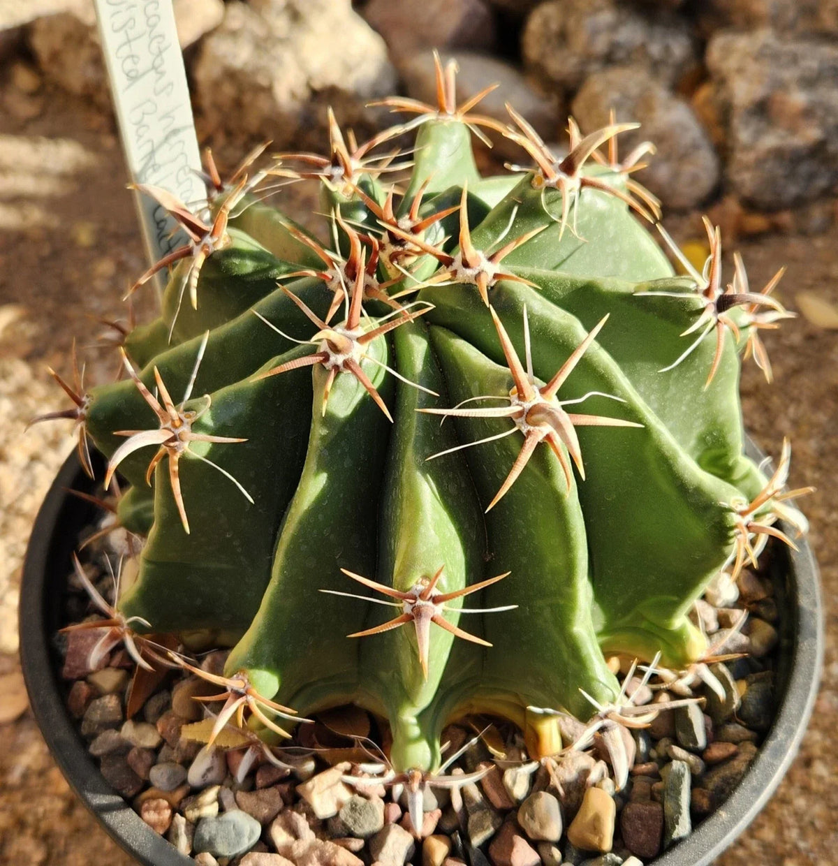 Ferocactus Herrerae Var Brevispinus Barrel Cactus Live Rooted Plant, Succulent, Drought-Tolerant Indoor Outdoor