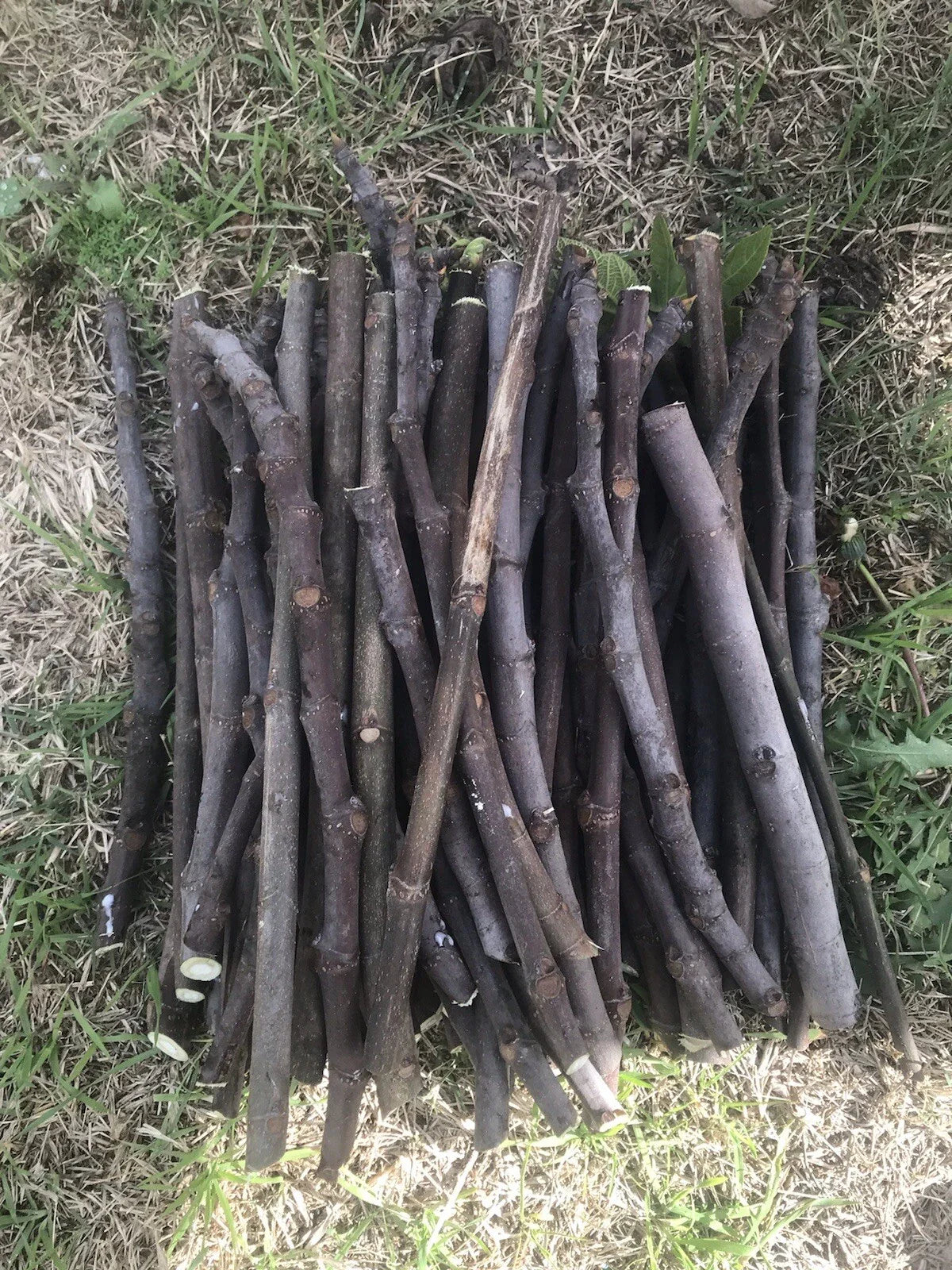 Fig Tree Cuttings - Organic Unrooted Stems for Propagation - Ficus carica - Sweet Fruit, Indoor & Outdoor Gardening