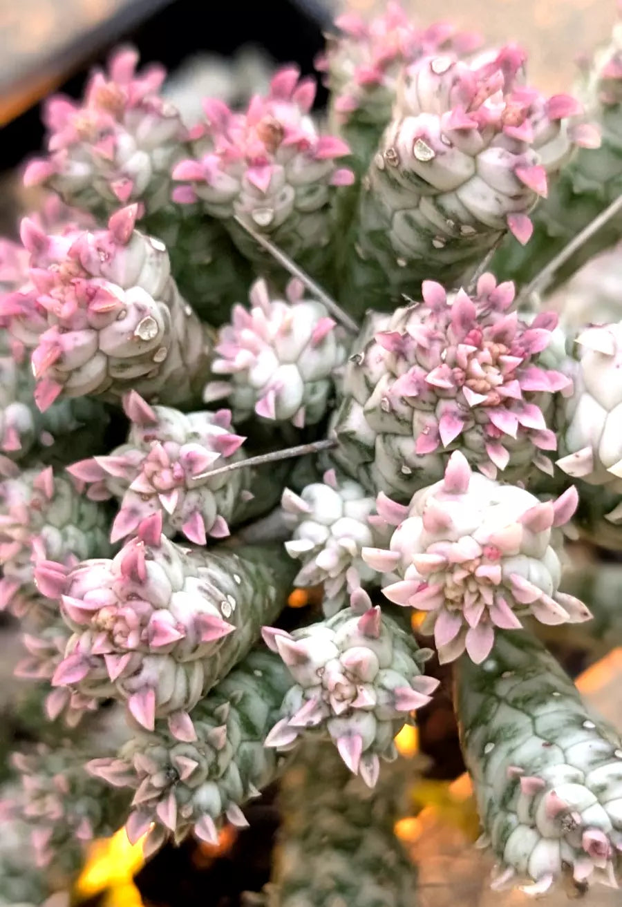 Rare Pink Euphorbia Mammillaris Variegata 4-Inch Rooted Succulent Plant - Indian Corn Cob Variety