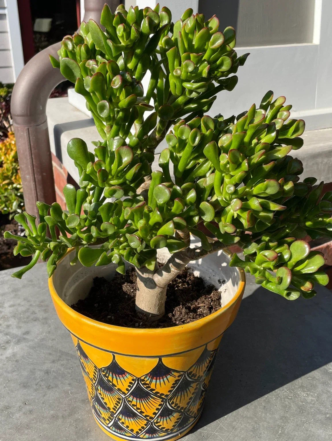 Ogre Ears Succulent Cuttings 5+ Inches Gollum Jade Plant Crassula ovata 'Gollum' Indoor Garden