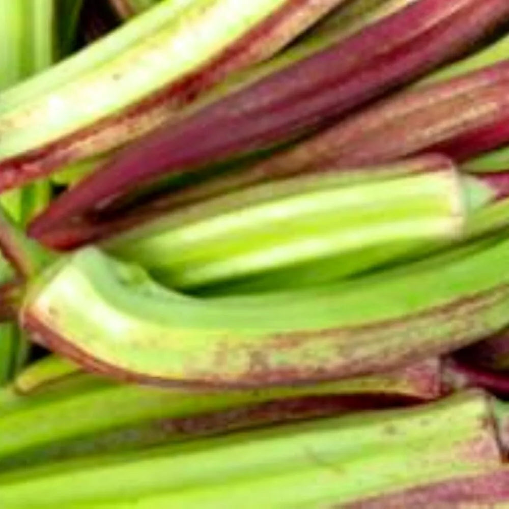 Hill Country Red Okra Seeds | Non-GMO Heirloom | Abelmoschus esculentus | Vibrant Red Pods | Garden & Container Planting