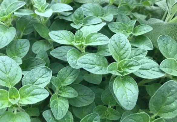 Italian Oregano Seeds 500+ Heirloom Origanum vulgare for Culinary Use, Pizza Herb, Mediterranean Cooking
