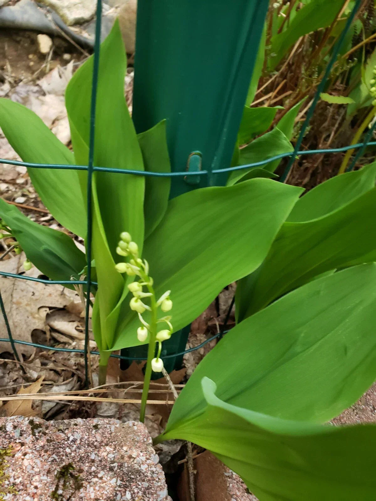 Lilly of the Valley Live Plants - 5 Bare Root Convallaria majalis - USPS First Class Shipping