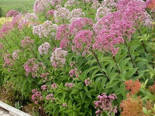 Joe Pye Weed Seeds - Organic Eutrochium purpureum, Perennial, Pink to Purple Flowers, Native North America, Free Shipping
