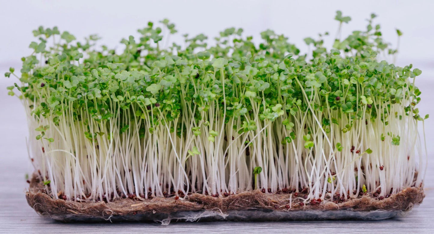 Pak Choi Microgreen Seeds | 40,000+ Bok Choy Cabbage Seeds | Fresh Garden Seeds USA | Brassica rapa