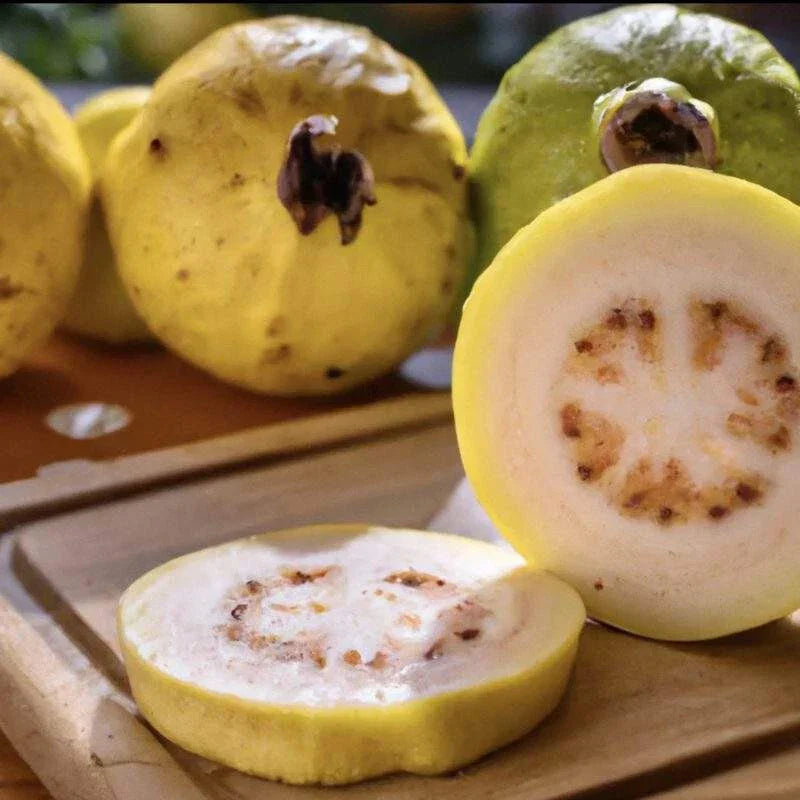 Mexican Cream Guava Seeds - 50+ Psidium guajava Seeds for Garden Planting - USA