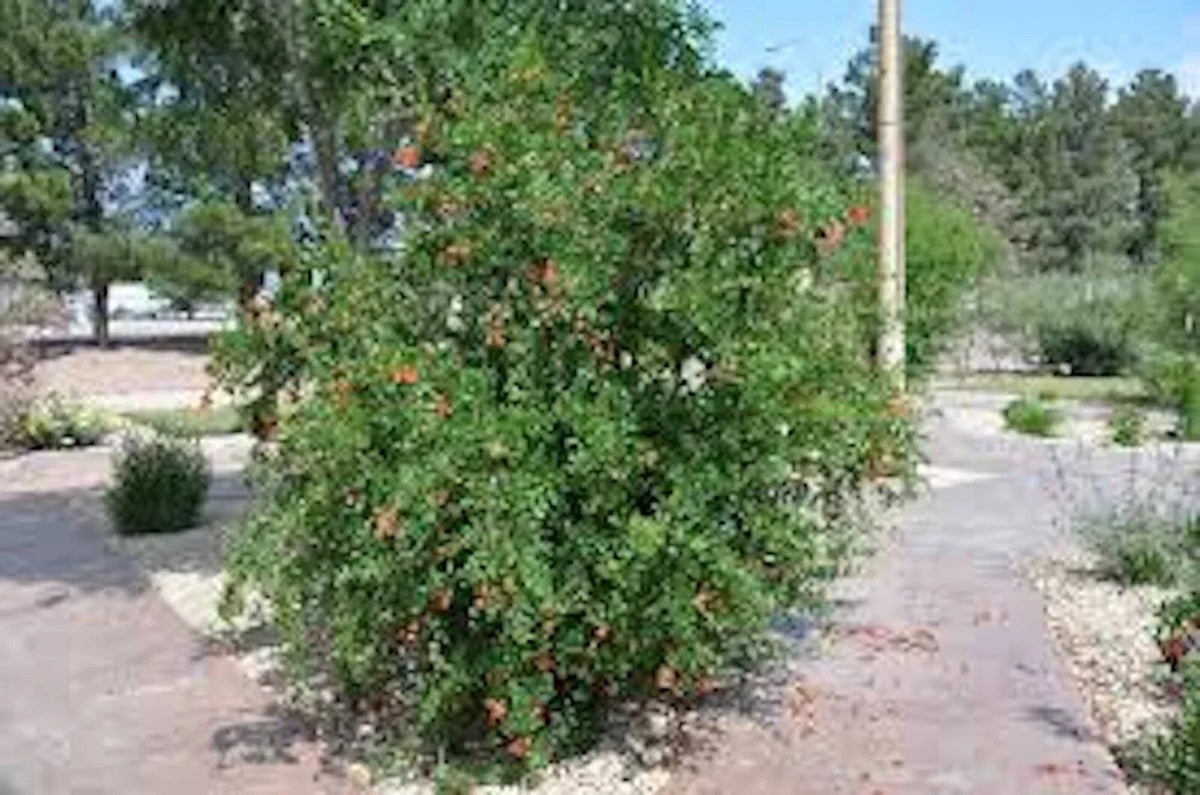 Pomegranate Tree Plant - 3 Edible 'Wonderful' Starter Plants - Punica granatum Fruit-Bearing Shrub