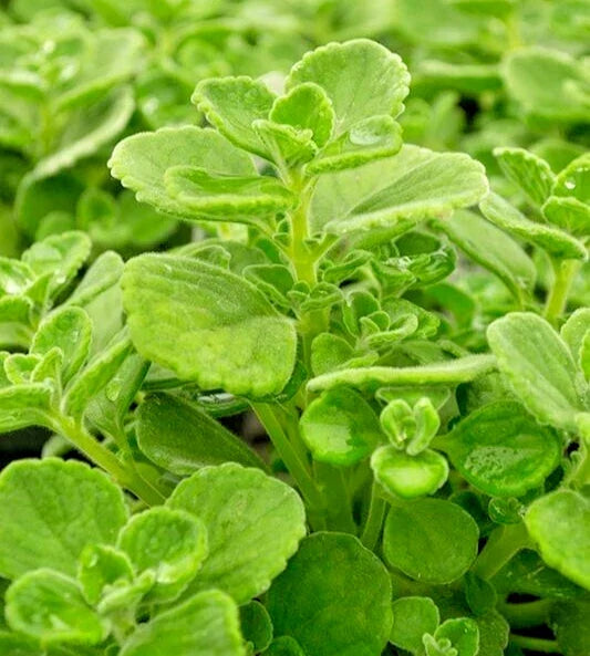 Succulent Cuttings 4" Plectranthus Coleoides Variegata Swedish Ivy - 3 Live Plants for Indoor & Outdoor Decor