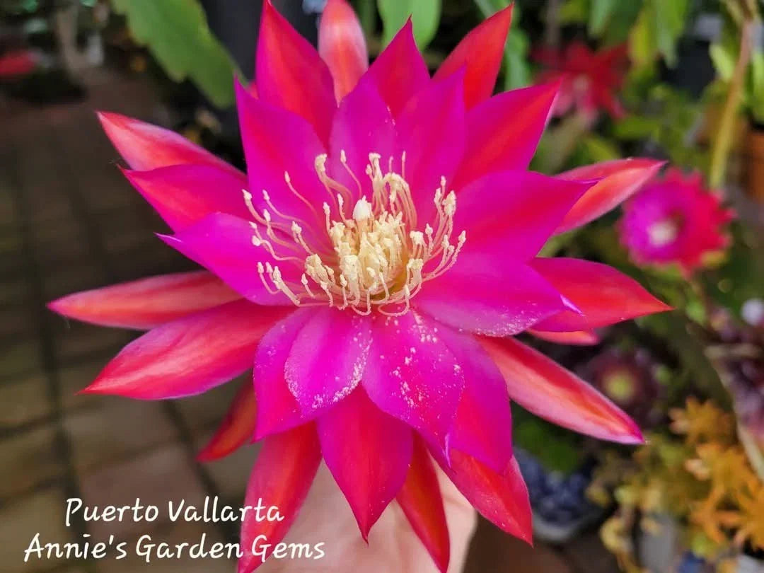Epiphyllum Cuttings 8-10 Inches Puerto Vallarta Exotic Cactus Plant Unrooted