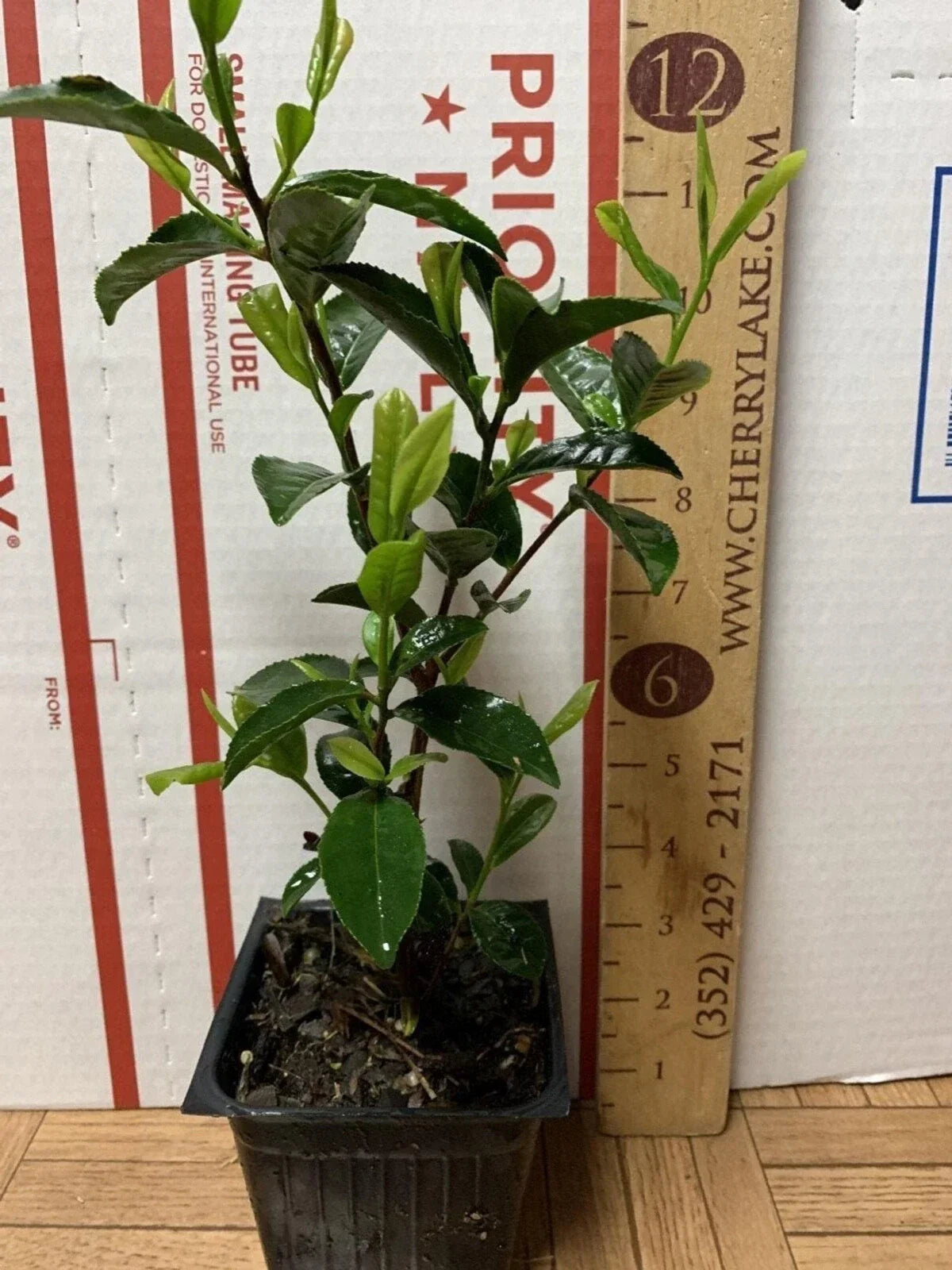 Camellia sinensis Tea Plant Starter – 3-Inch Green Tea Bush for Home Garden & Pot Growing