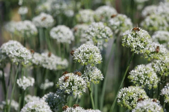Mountain Mint Seeds - Pycnanthemum virginianum Herb for Garden Planting - Over 100 Seeds, Aromatic, Pollinator-Friendly, Non-GMO