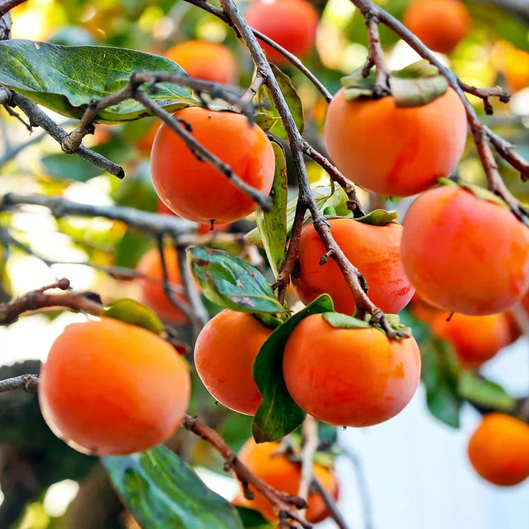 Japanese Fuyu Persimmon Scions - 6-8 Inch Cuttings for Rooting & Grafting Diospyros kaki