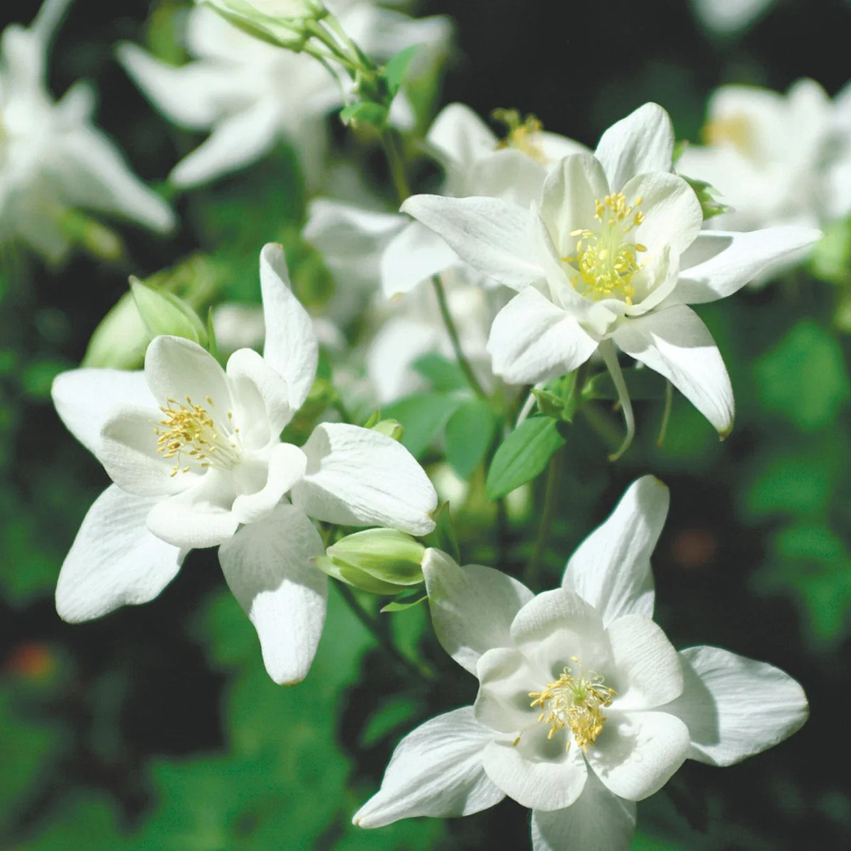 Columbine Seeds - Crystal Star Variety - Non-GMO Aquilegia caerulea Flower Seeds for Gardens, Pollinator Attracting, Free Shipping