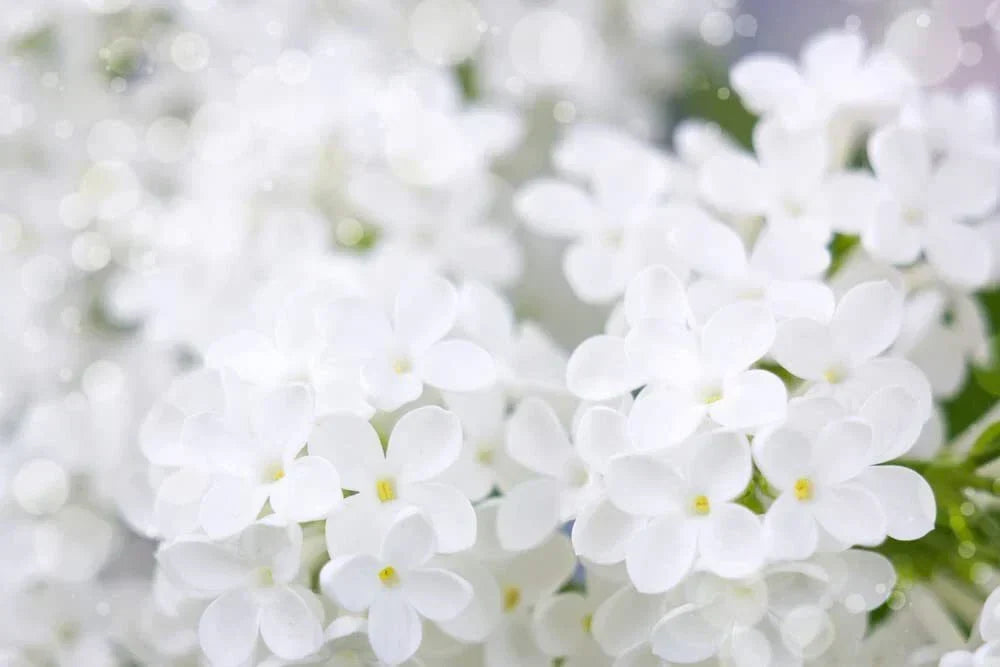 White Lilac Seeds | 100+ Syringa vulgaris Seeds | Fragrant White Flowers