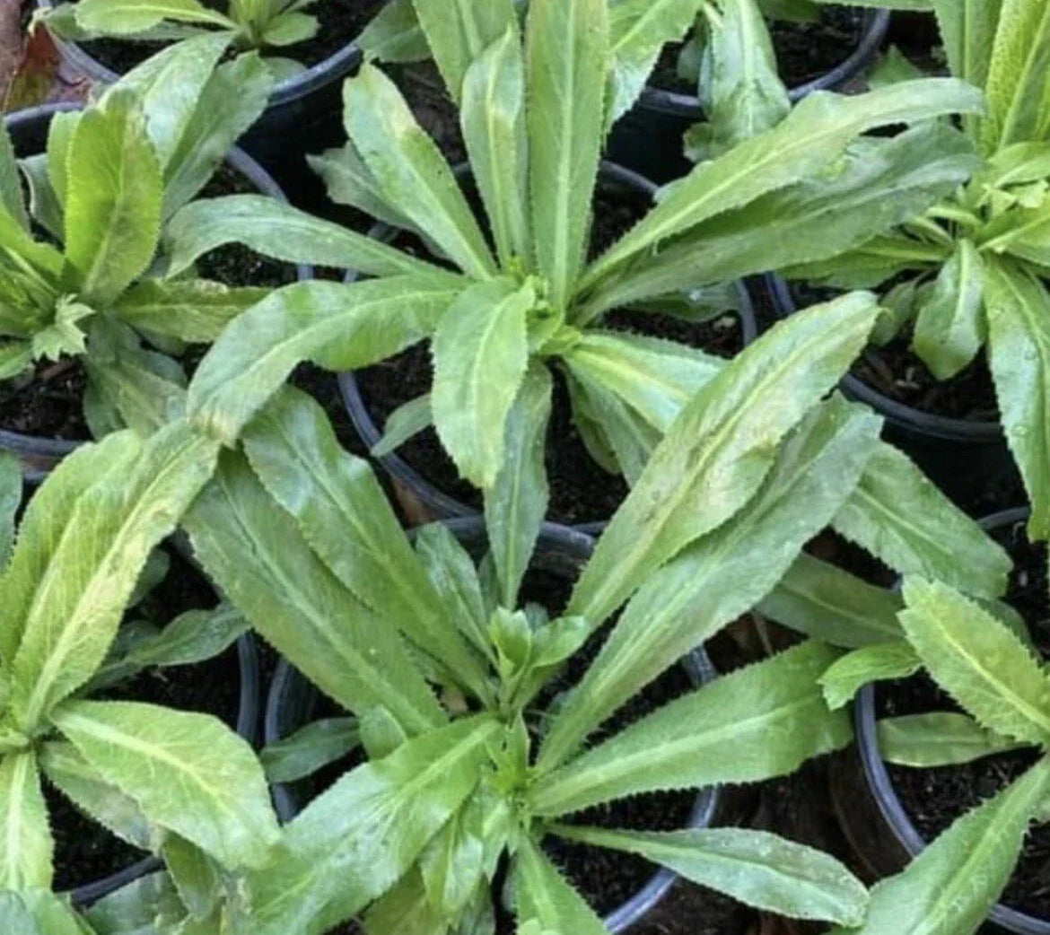 Culantro Seeds - 1000+ Seeds of Recao, Long Coriander, Thai Parsley | Eryngium foetidum