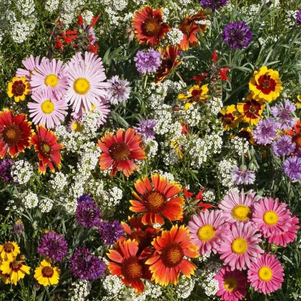 Bird & Butterfly Mix Seeds - 18 Native Wildflower Species - Annual & Perennial Pollinator Garden Blend