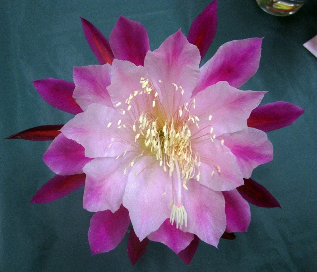 Epiphyllum Orchid Cactus Smokey Topaz Cuttings – Rare Indoor Succulent Plant for Hanging Baskets & Tabletop Display