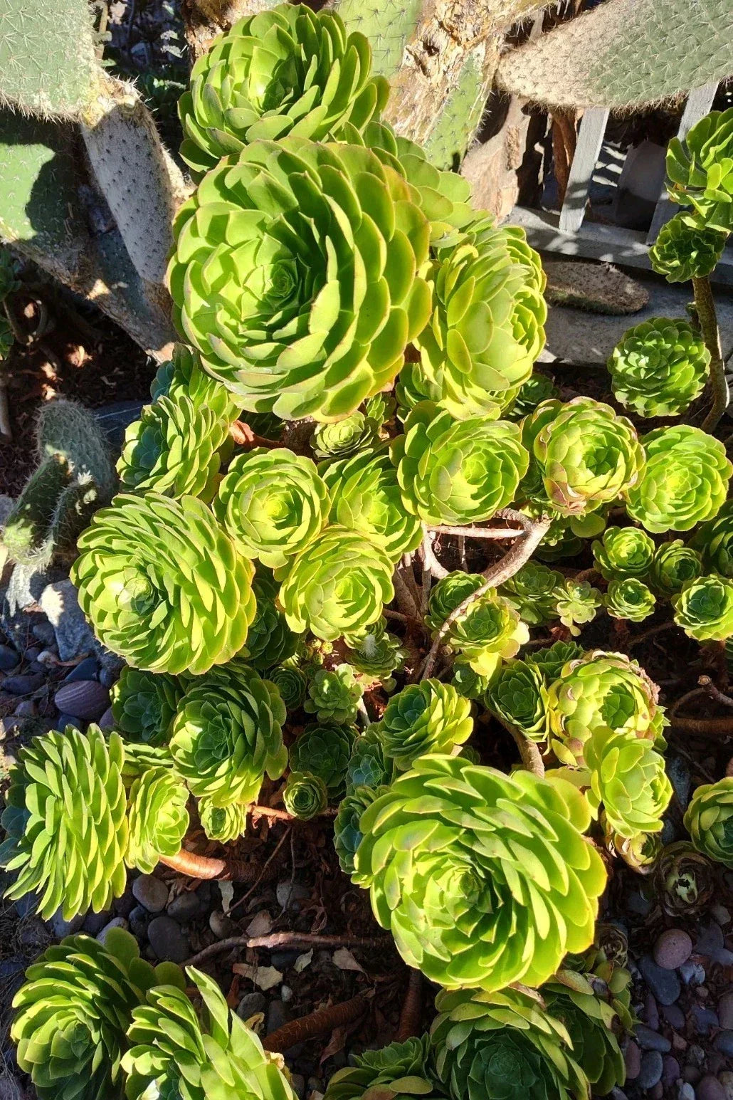Aeonium Madeira Rose Cuttings 2-4" Succulent Plants Rosette Style, Aeonium arboreum 'Zwartkop'
